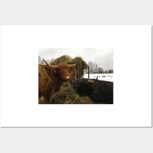 Scottish Highland Cattle Cow and Bull 2266 Posters and Art